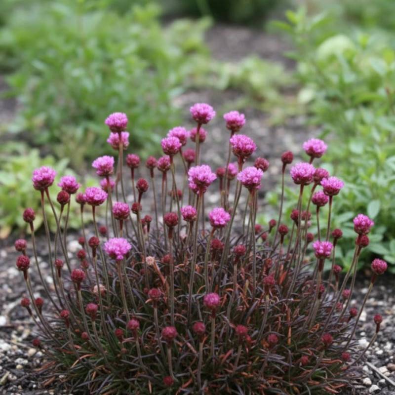 Gazon d'Espagne Rubrifolia à fleurs Rose/ - feuillage Persistant - Godet - 5/20 cm - Image 1