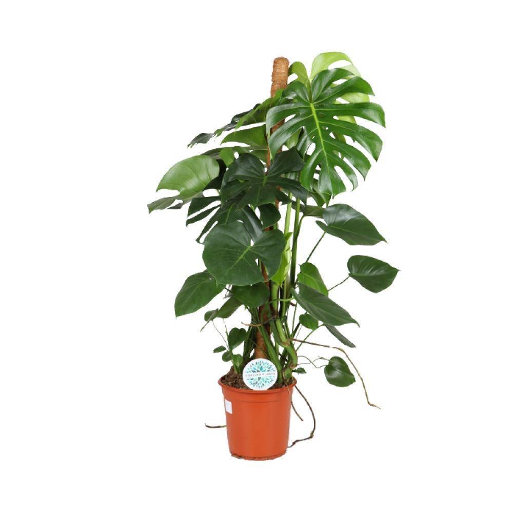 monstera lemon Monstera deliciosa 'golden' aka 'lemon lime' Baby