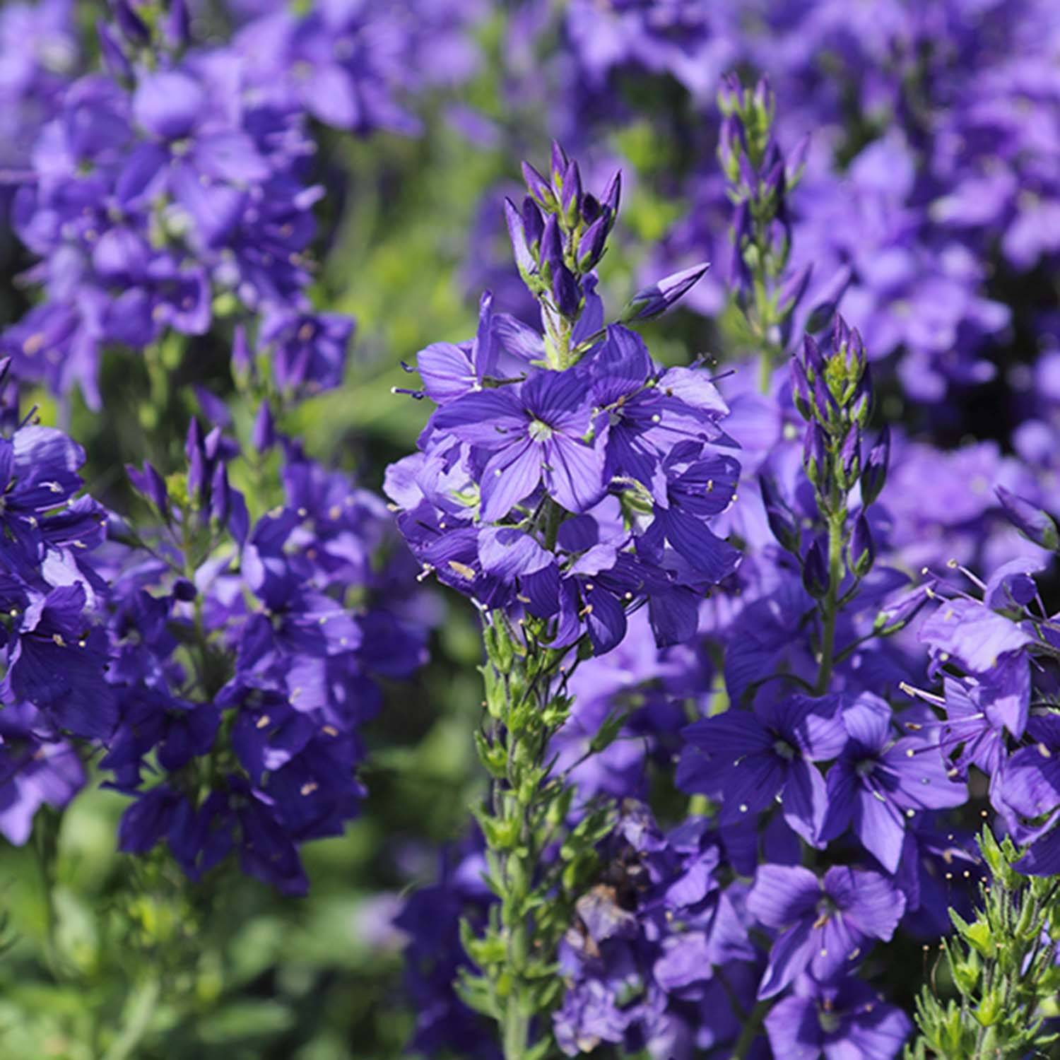 Veronica austriaca Knallblau - Véronique d'Autriche Godet de 8/9 cm
