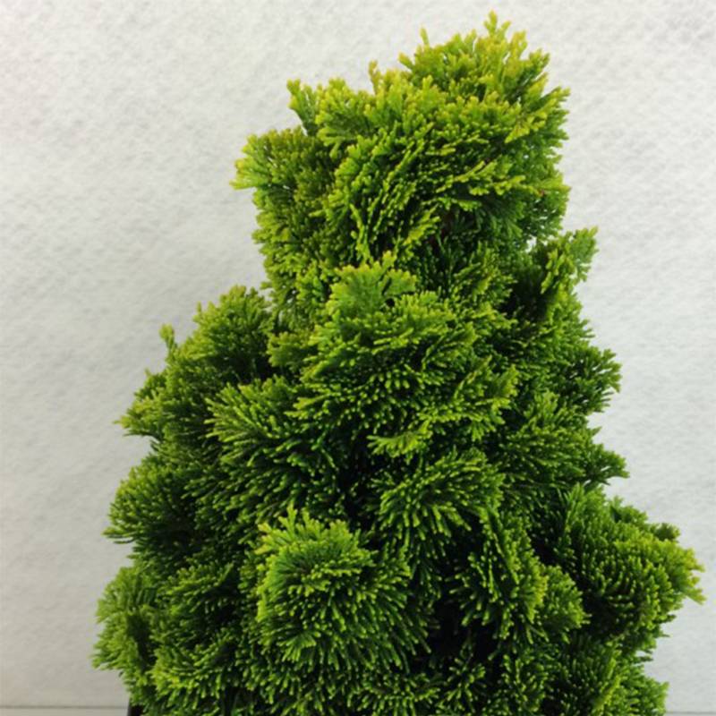 Chamaecyparis obtusa Aurora - Faux cyprès hinoki du Japon nain Pot de 2L/3L - Image 1