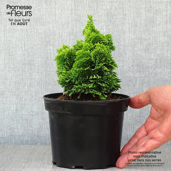 Chamaecyparis obtusa Aurora - Faux cyprès hinoki du Japon nain Pot de 2L/3L - Image 2