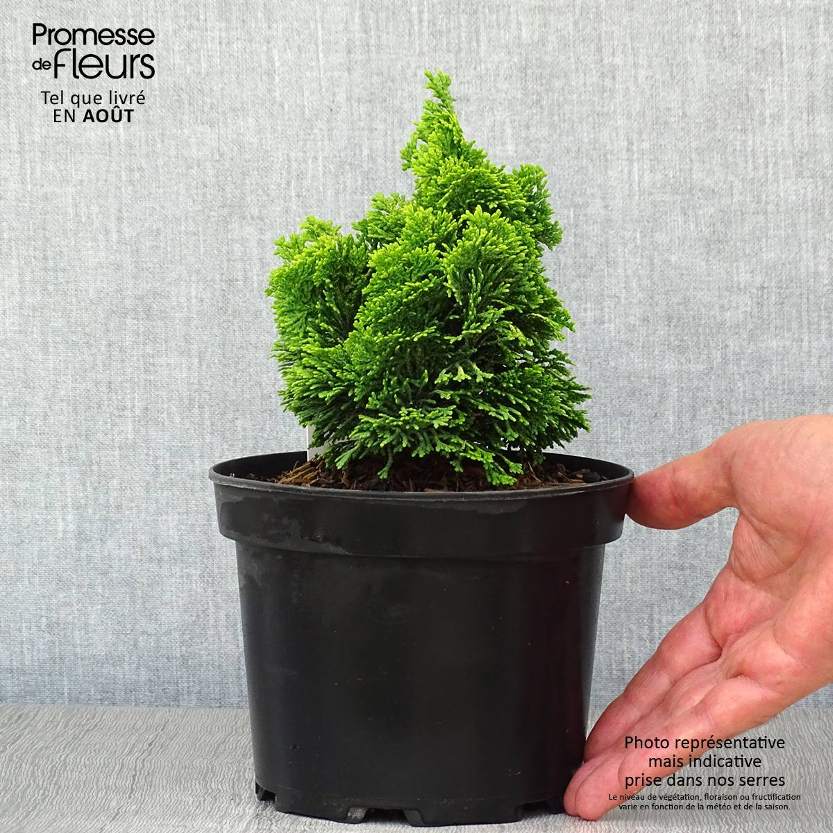 Chamaecyparis obtusa Aurora - Faux cyprès hinoki du Japon nain Pot de 2L/3L - Image 2
