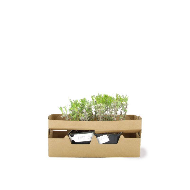 Lavande (Lavandula 'Angustifolia') - Godet - Taille 10/15cm - Pépinières Naudet - Image 4