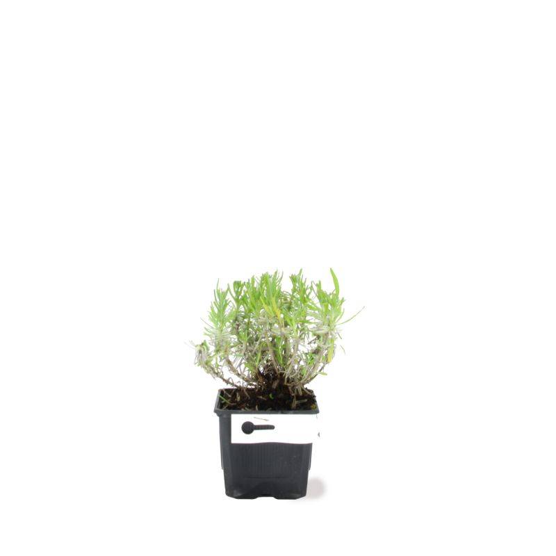 Lavande (Lavandula 'Angustifolia') - Godet - Taille 10/15cm - Pépinières Naudet - Image 2