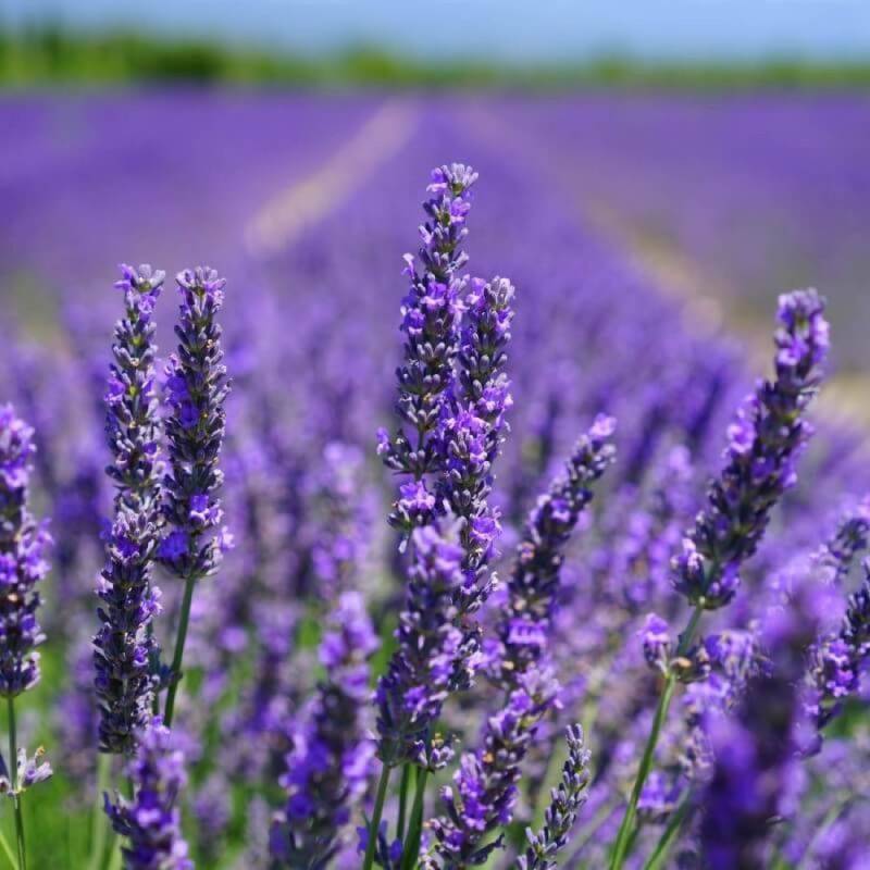 Lavande (Lavandula 'Angustifolia') - Godet - Taille 10/15cm - Pépinières Naudet - Image 1
