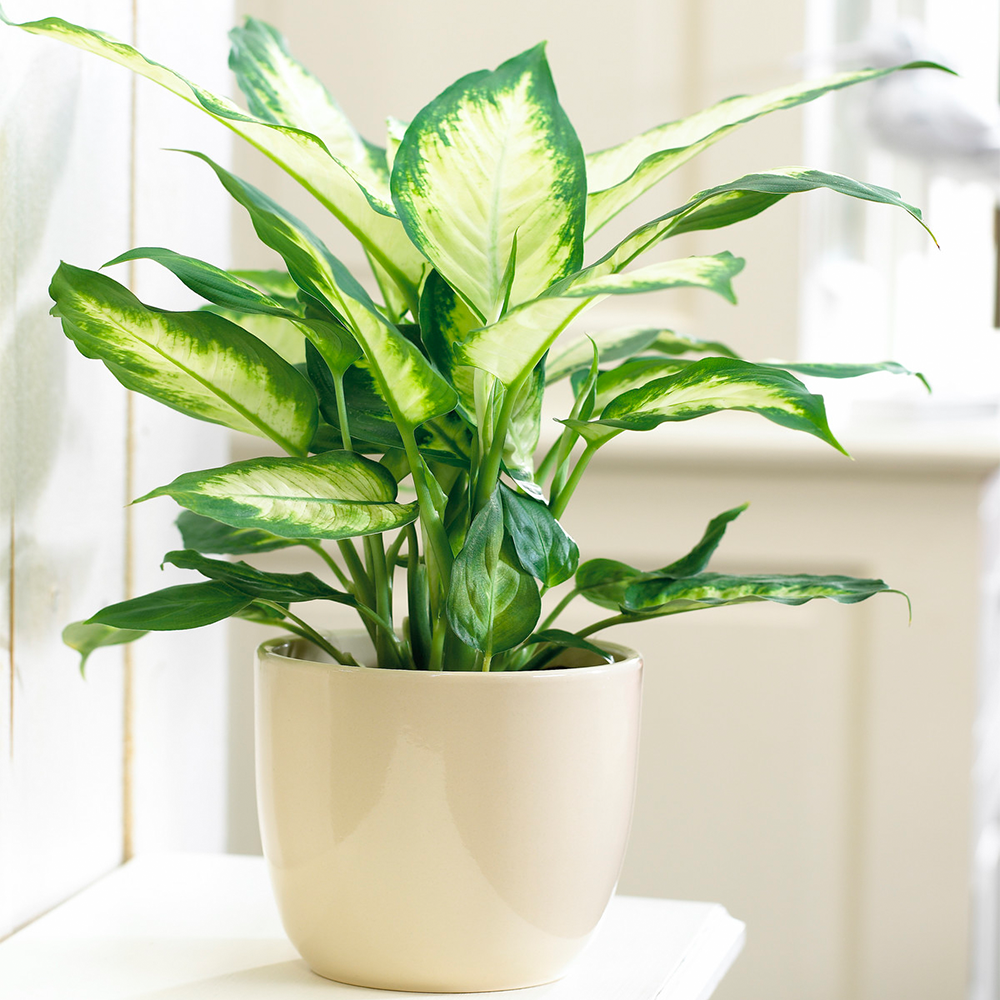 Gardenersdream - Diffenbachia 'Camilla' Plante D'Intérieur Superbe Et Tropicale En Pot De 12 Cm - GardenersDream - Image 1