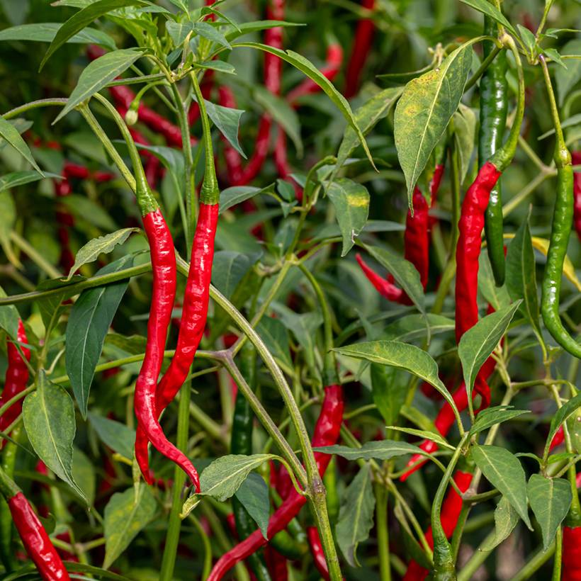 Piment doux très long des Landes - Capsicum annuum le sachet de 60 graines environ (0,5g)