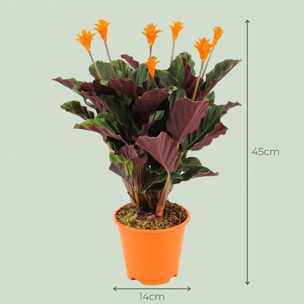 Calathea Crocata - Pot de 14cm - Hauteur: 40 - 45cm - 4 plantes - Plantes d'intérieur - Image 4