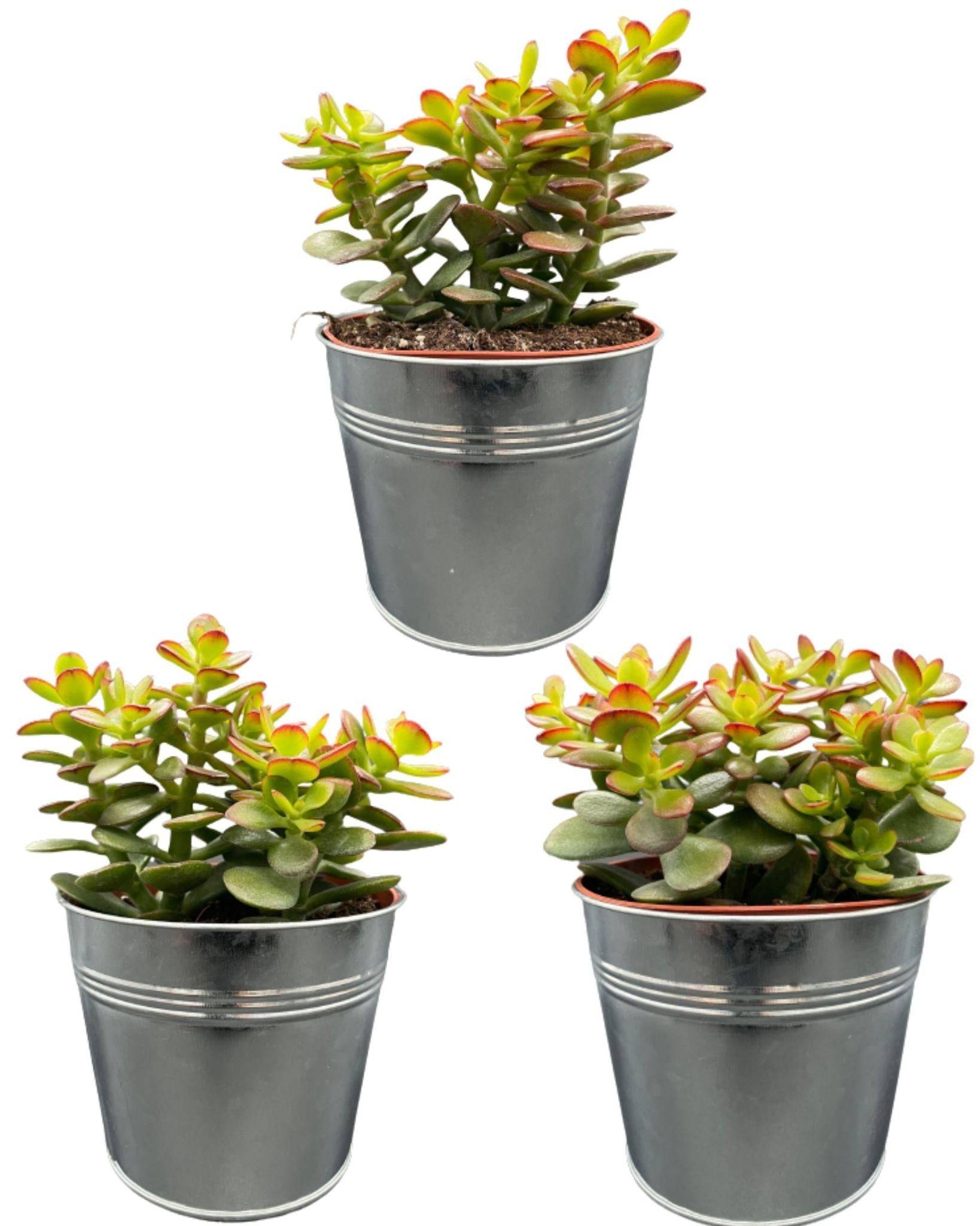 Crassula Minor en Zinc (Lot de 3)- La Green Touch - Image 1