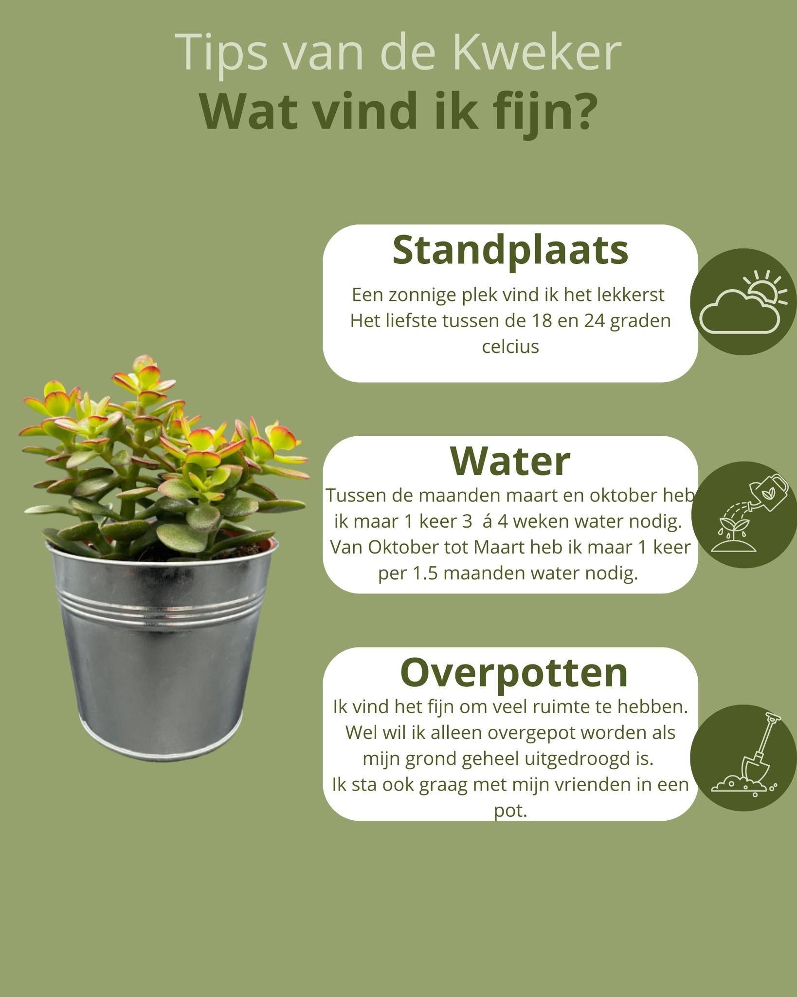 Crassula Minor en Zinc (Lot de 3)- La Green Touch - Image 5