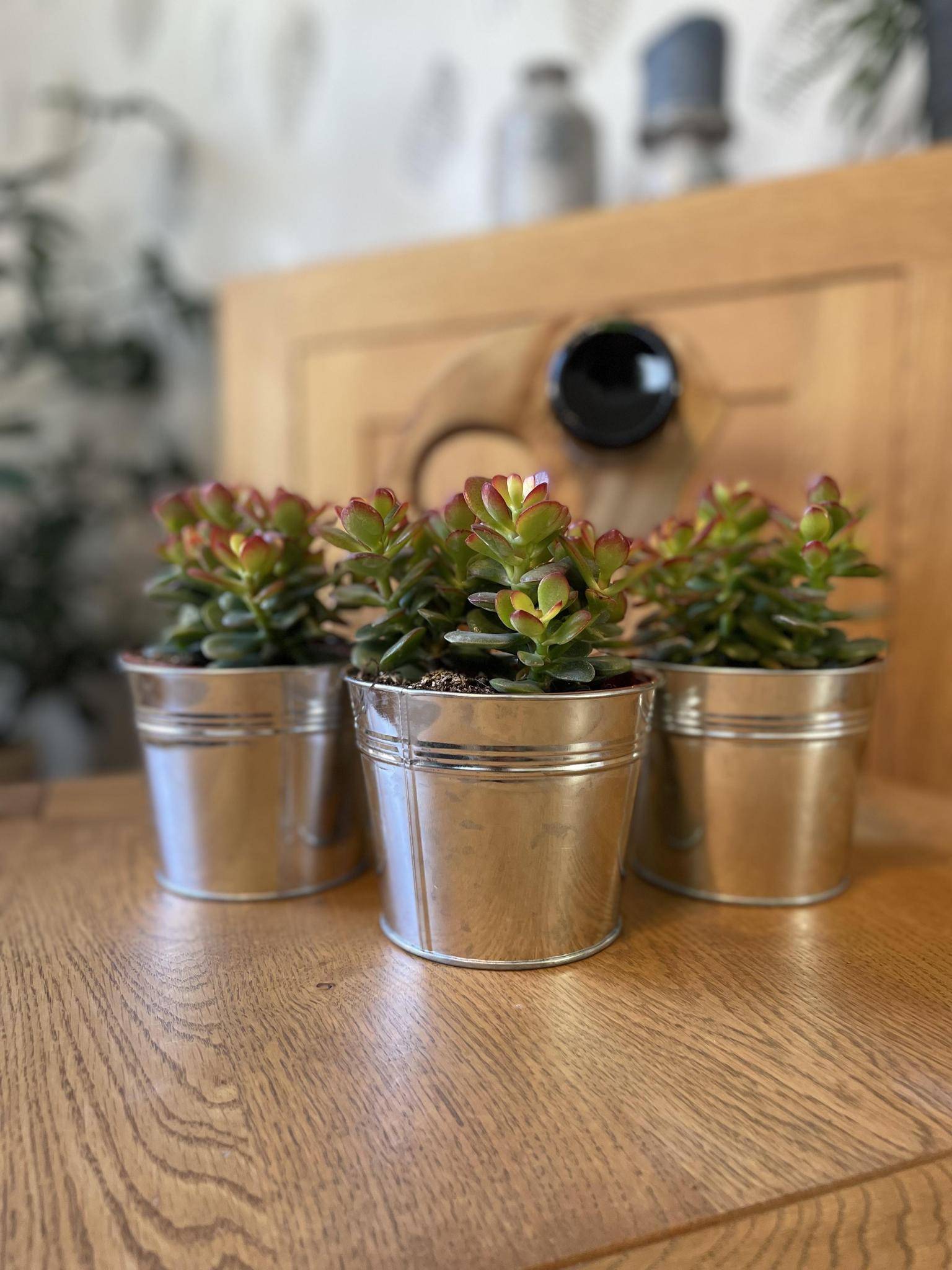 Crassula Minor en Zinc (Lot de 3)- La Green Touch - Image 2