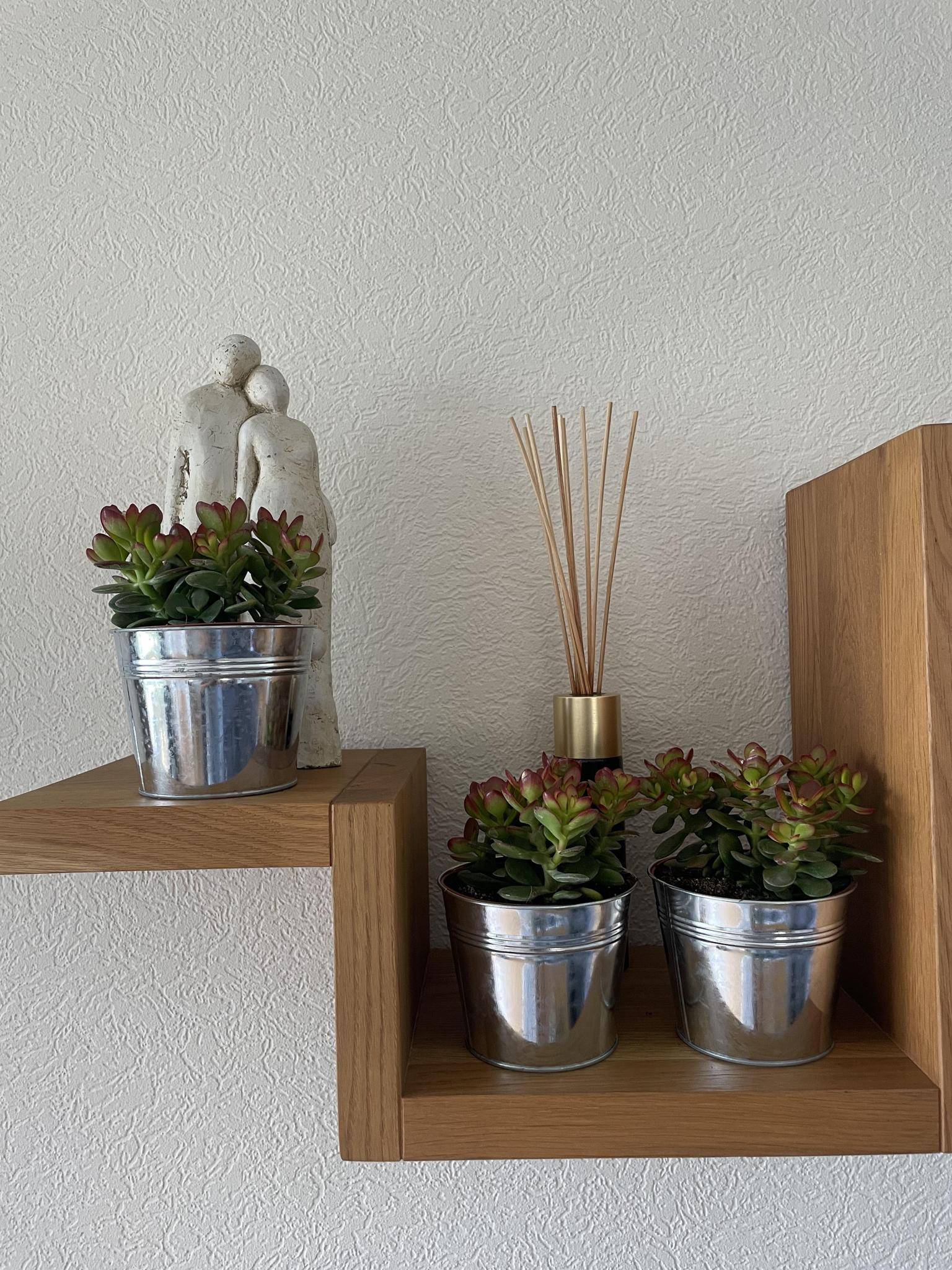 Crassula Minor en Zinc (Lot de 3)- La Green Touch - Image 3