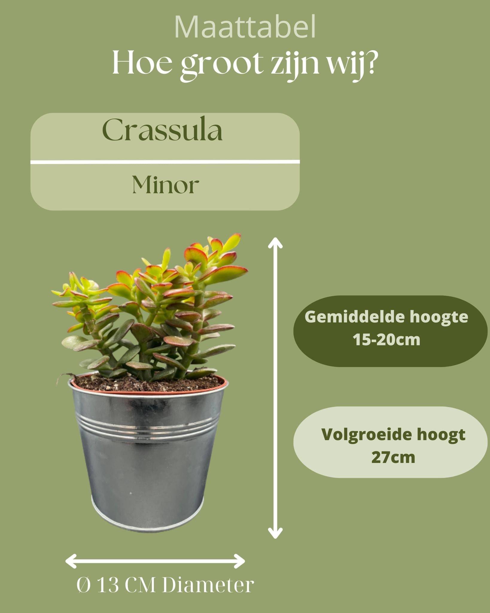 Crassula Minor en Zinc (Lot de 3)- La Green Touch - Image 4
