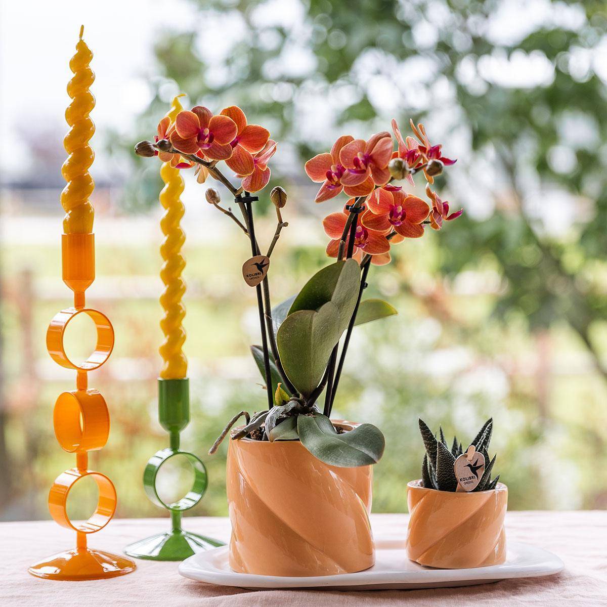 Orchidée Corail et Succulente Avec Cache - D6 H45cm - Image 3