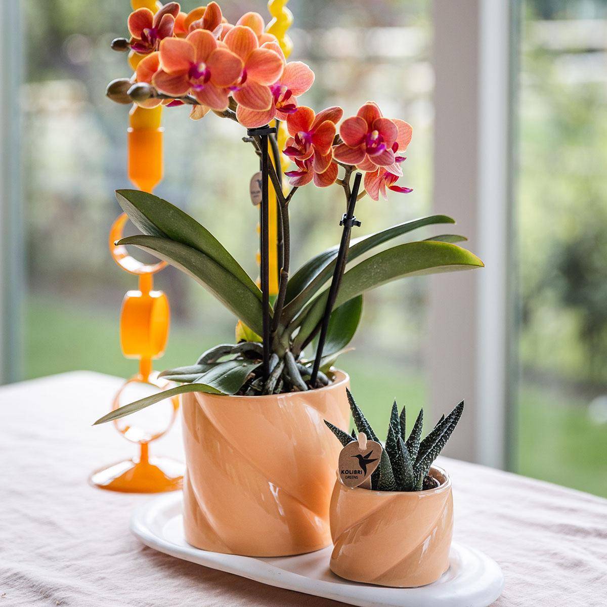 Orchidée Corail et Succulente Avec Cache - D6 H45cm - Image 1