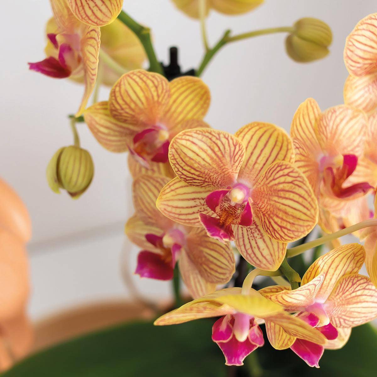 Orchidée Corail et Succulente Avec Cache - D6 H45cm - Image 5