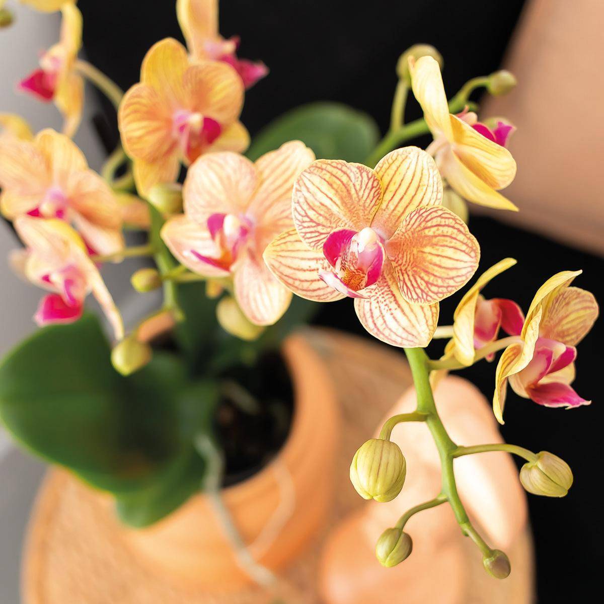 Orchidée Corail et Succulente Avec Cache - D6 H45cm - Image 4