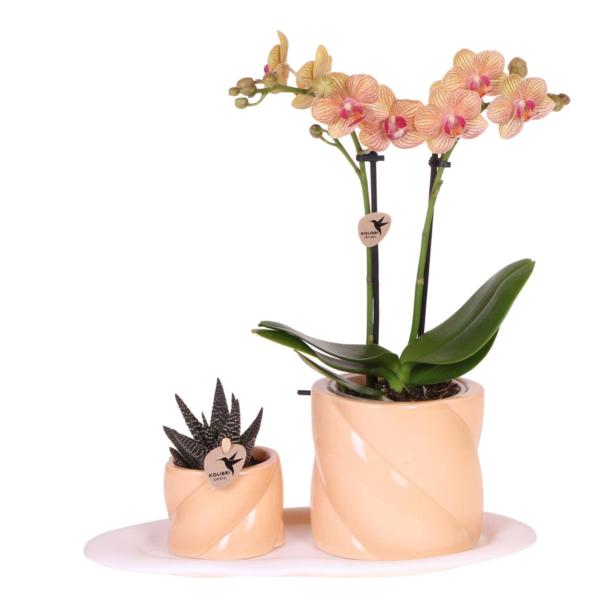 Orchidée Corail et Succulente Avec Cache - D6 H45cm - Image 2