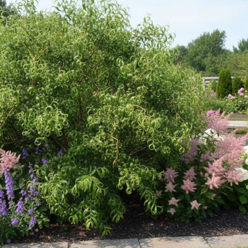 Saule de Pékin tortueux, Salix - Pot de 4L - 40/60 cm - Image 5