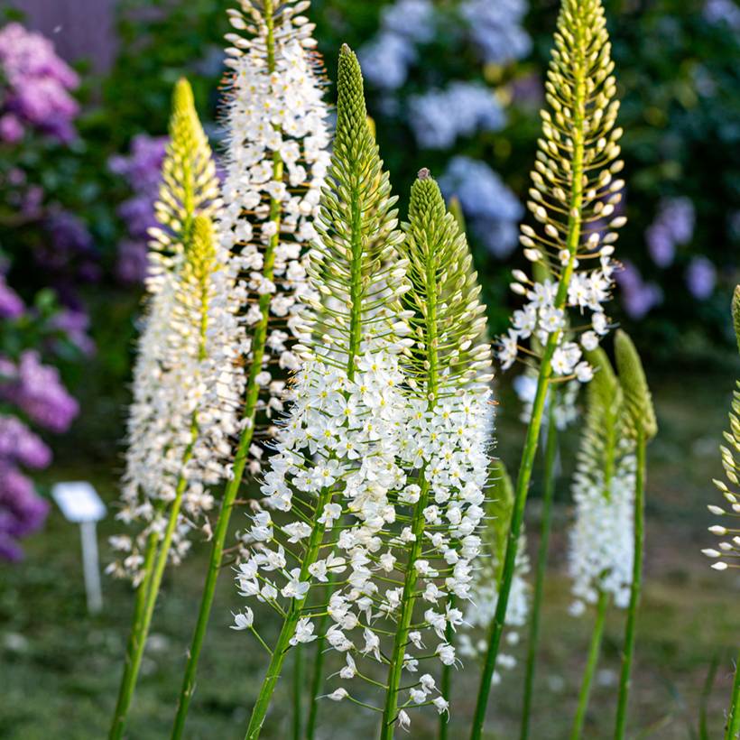 Eremurus himalaïcus - Lis des steppes Bulbe calibre I