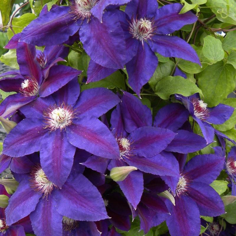 Clématite Wildfire à fleurs Bleue - feuillage Caduc - Pot de 1,5L - Tuteur bambou 30/60 cm-  hauteur à maturité De 2,50 m à 3,00 m - Image 6