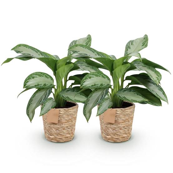 Aglaonema Silver Bay - D17 H75cm - Image 3