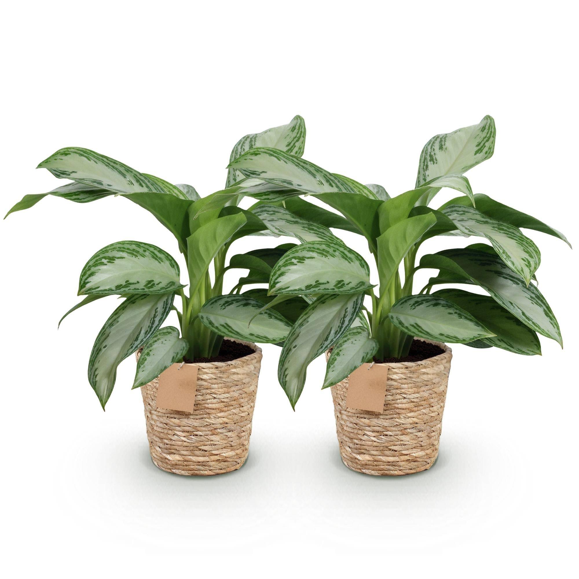 Aglaonema Silver Bay - D17 H75cm - Image 3