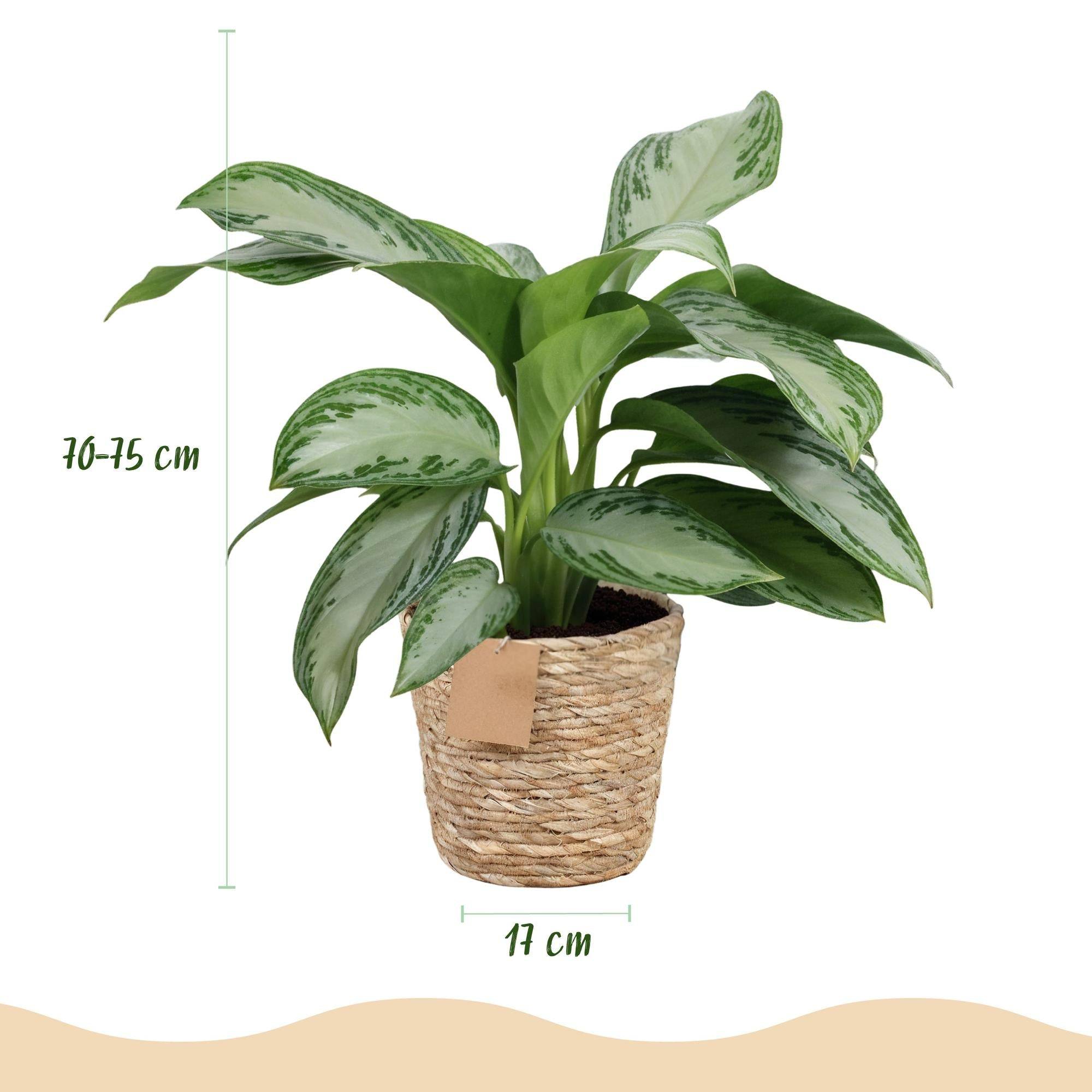 Aglaonema Silver Bay - D17 H75cm - Image 4