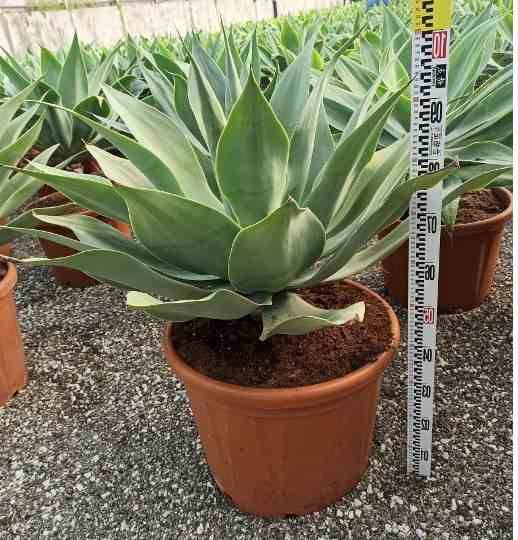 0 - Agave attenuata Pot de 25L - 70/90cm - Image 2