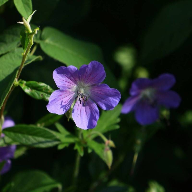 Géranium vivace Eureka Blue à fleurs Bleue/ - feuillage Persistant - Godet - 5/20 cm - Image 1