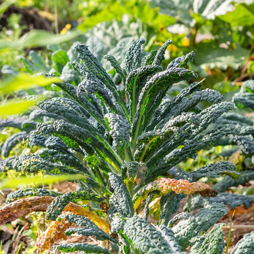 Promesse de Fleurs - Chou Kale Nero di Toscana Bio le sachet de 150 graines environ (0,7g)