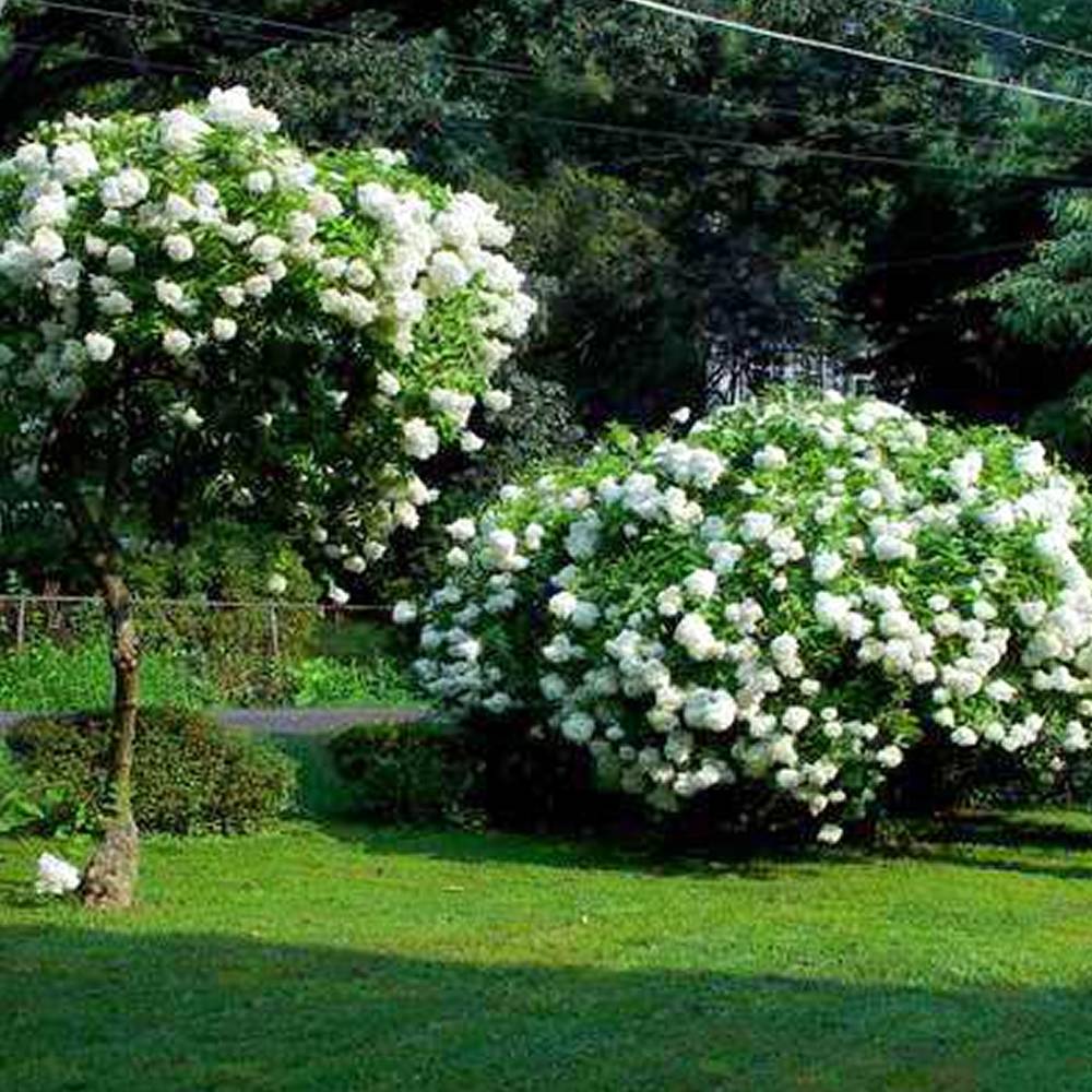 Gardenersdream - Hortensia paniculé 'Grandiflora' arbuste à feuilles caduques en pot - GardenersDream - Image 1