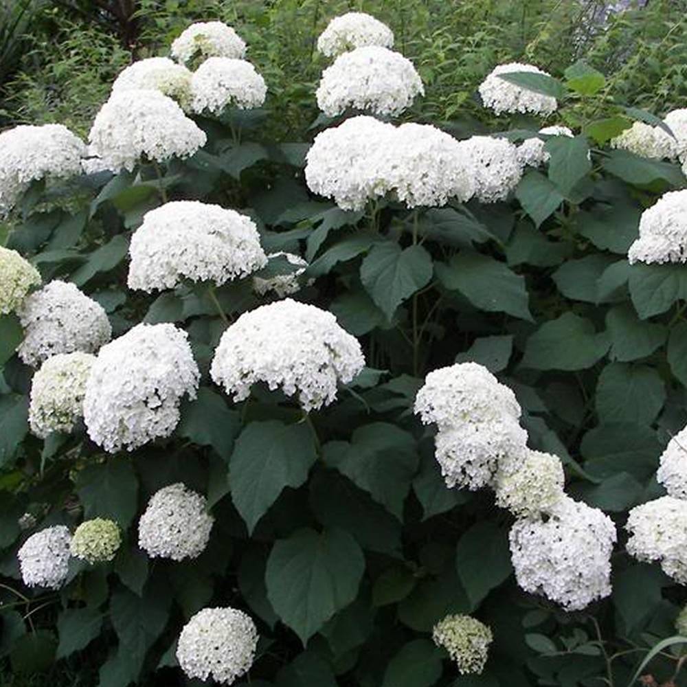 Gardenersdream - Hortensia paniculé 'Grandiflora' arbuste à feuilles caduques en pot - GardenersDream - Image 3