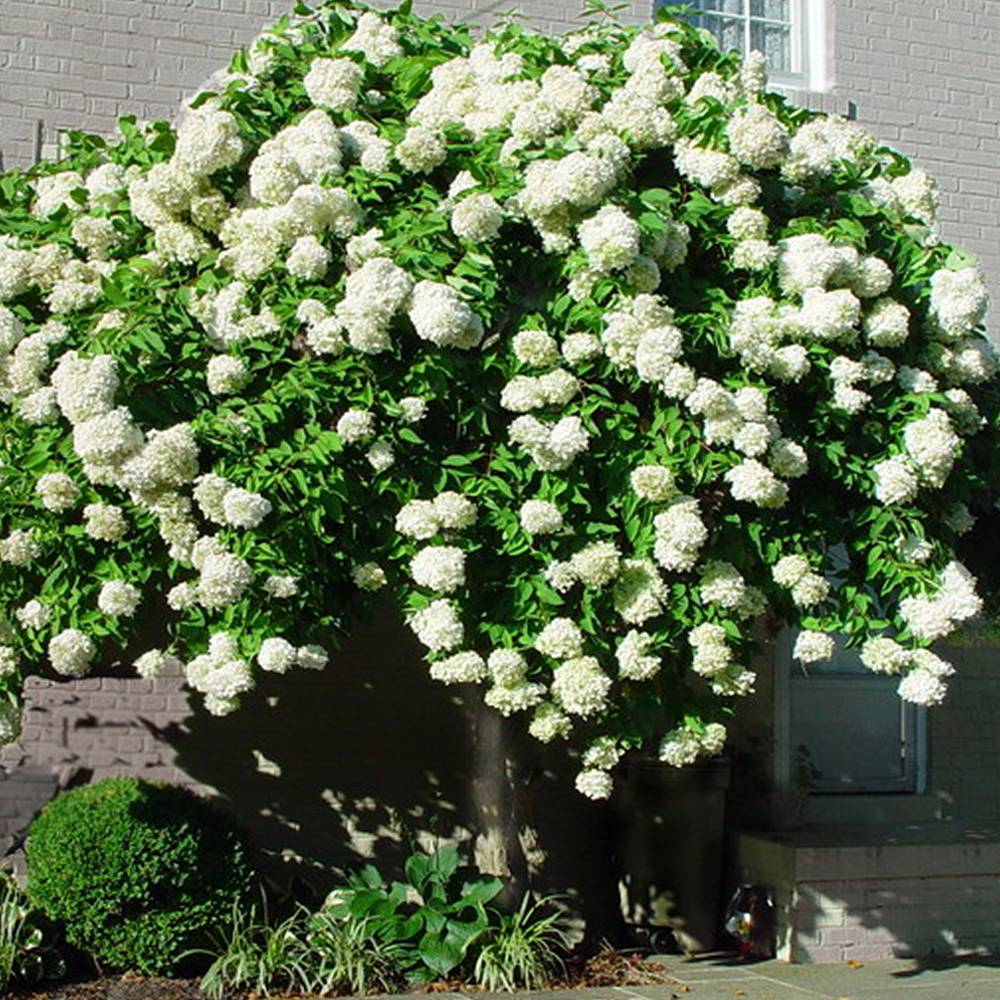 Gardenersdream - Hortensia paniculé 'Grandiflora' arbuste à feuilles caduques en pot - GardenersDream - Image 2
