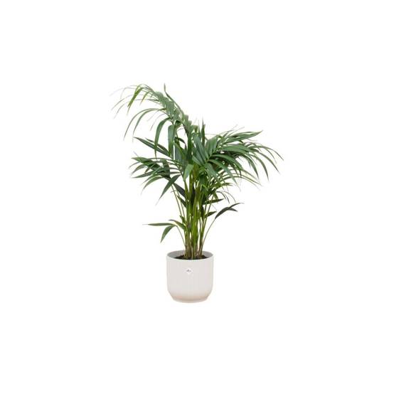 Palmier Kentia 130cm et son pot- La Green Touch Blanc - Hauteur 130cm