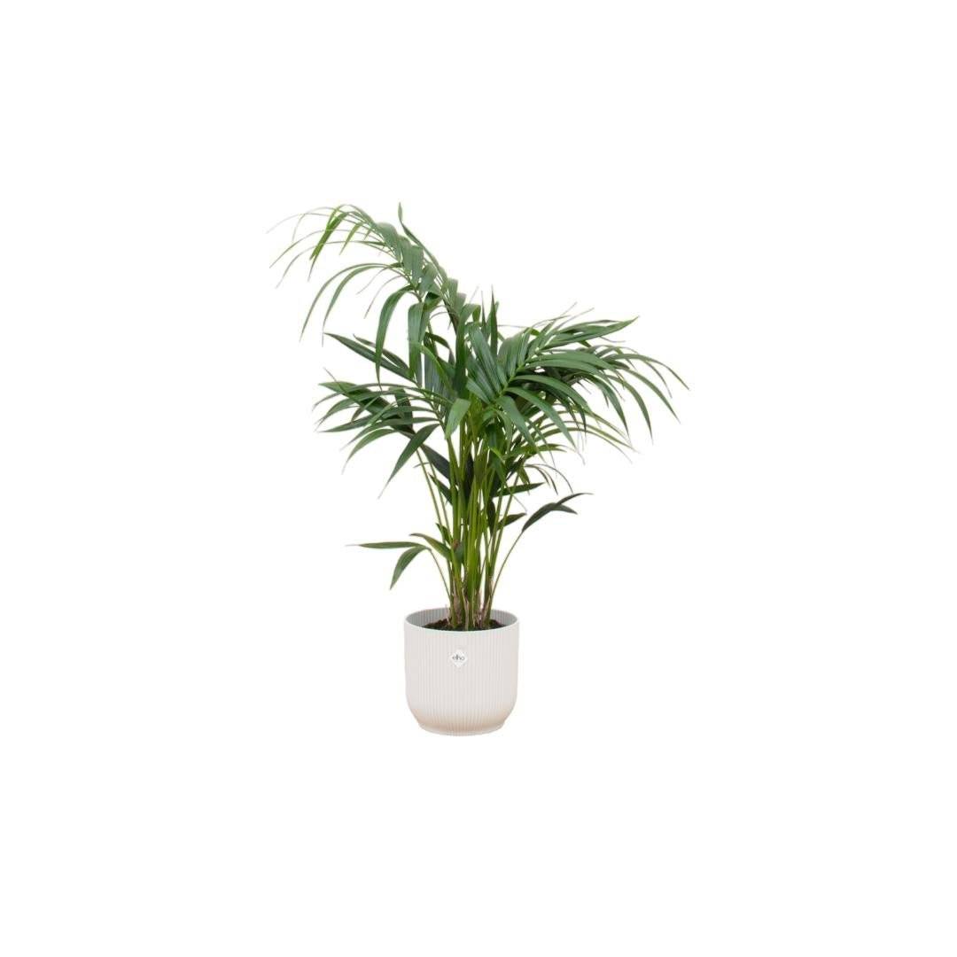 Palmier Kentia 130cm et son pot- La Green Touch Blanc - Hauteur 130cm