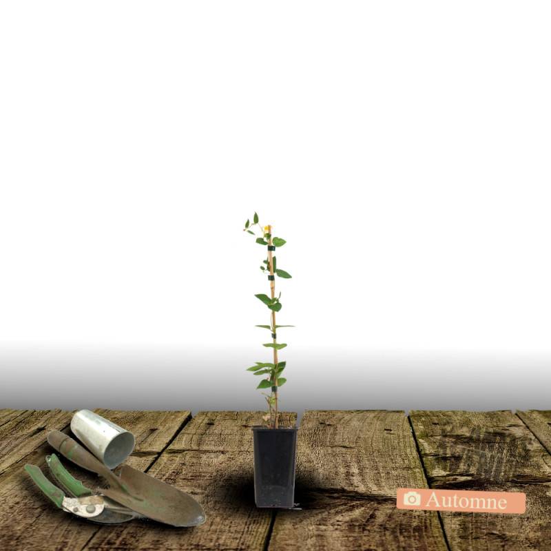 Clématite Floral Dance® à fleurs Bleue - feuillage Caduc - Pot de 1,5L - Tuteur bambou 30/60 cm-  hauteur à maturité De 2,00 m à 2,50 m - Image 2