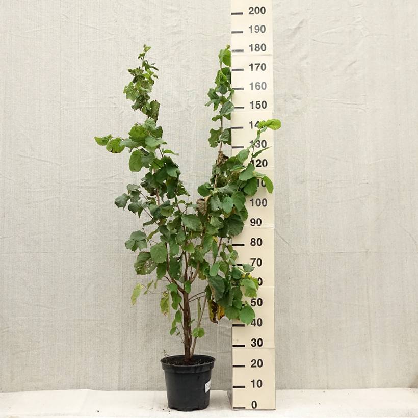 Noisetier commun - Corylus avellana en racines nues Pot de 7,5L/10L - Image 2