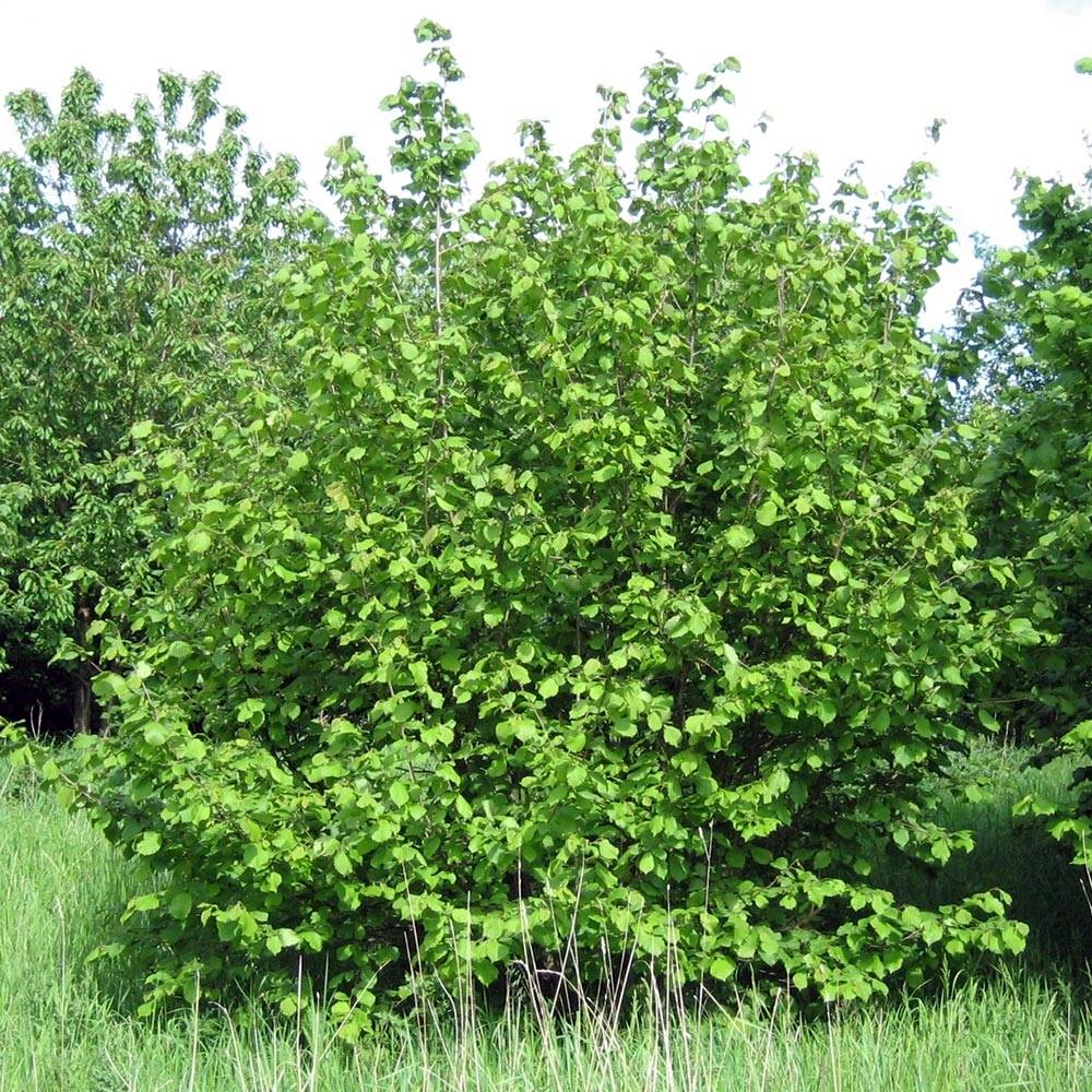 Noisetier commun - Corylus avellana en racines nues Pot de 7,5L/10L