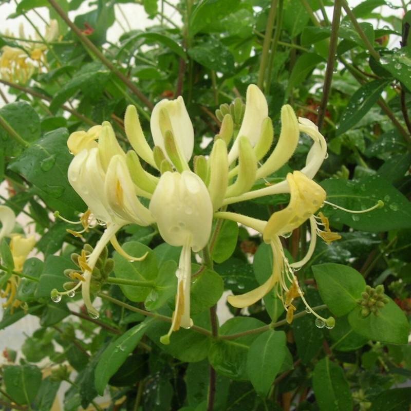 Chèvrefeuille Scentsation® à fleurs Blanche - feuillage Caduc - Pot de 3L - Echelle bambou 60/120 cm-  hauteur à maturité De 3,00 m à 5,00 m - Image 1