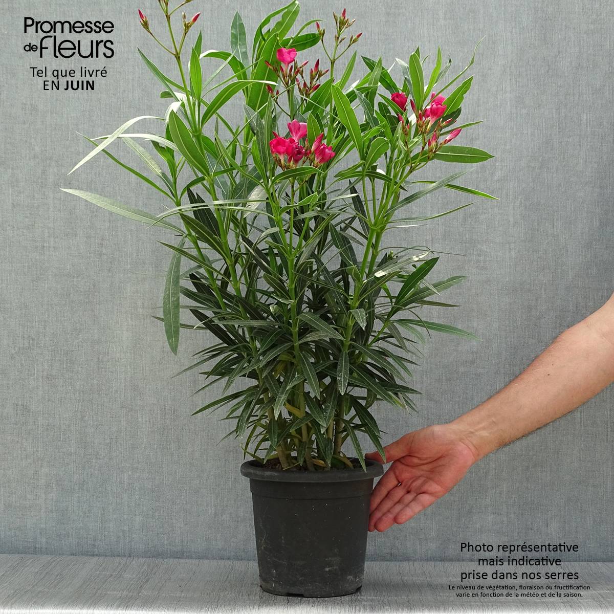 Promesse de Fleurs - Laurier rose Jannoch - Nerium oleander Pot de 3L/4L, Buisson - Image 2