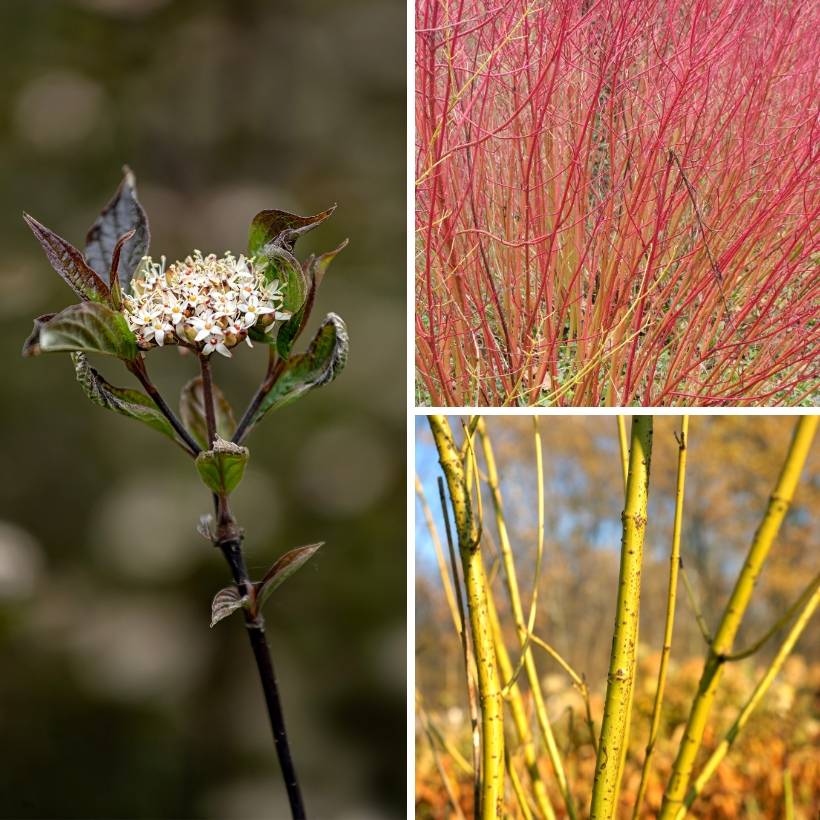 Promesse de Fleurs - Collection de 3 Cornus à bois colorés - Collection de 3 plantes
