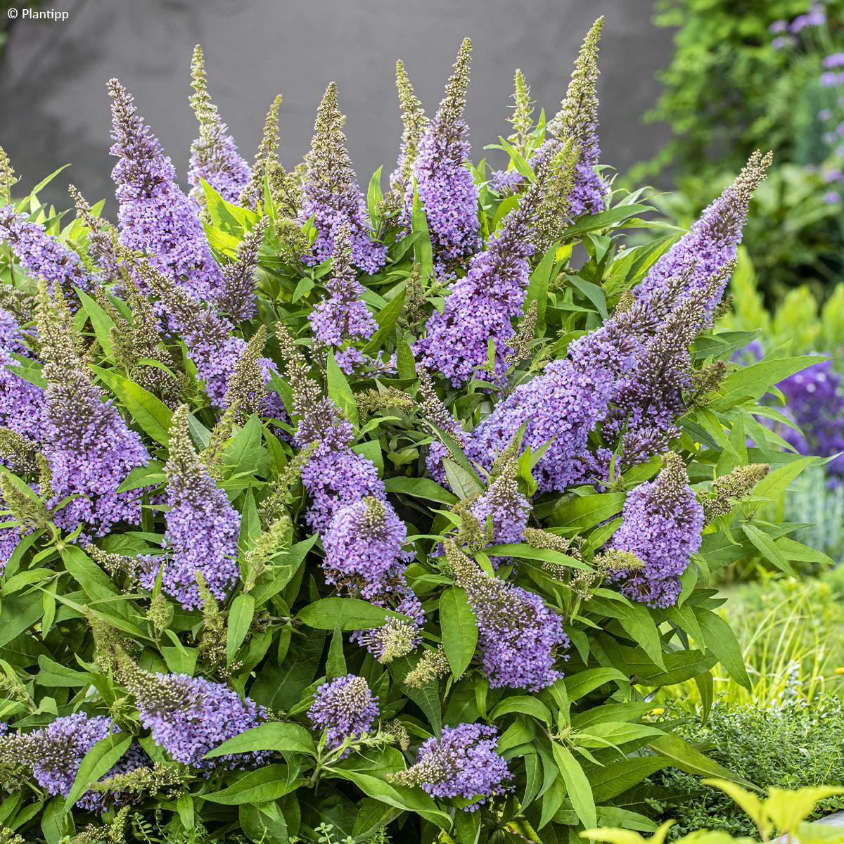 Buddleja davidii Butterfly Candy Little Lila - Arbre aux papillons nain Pot de 3L/4L - Image 1
