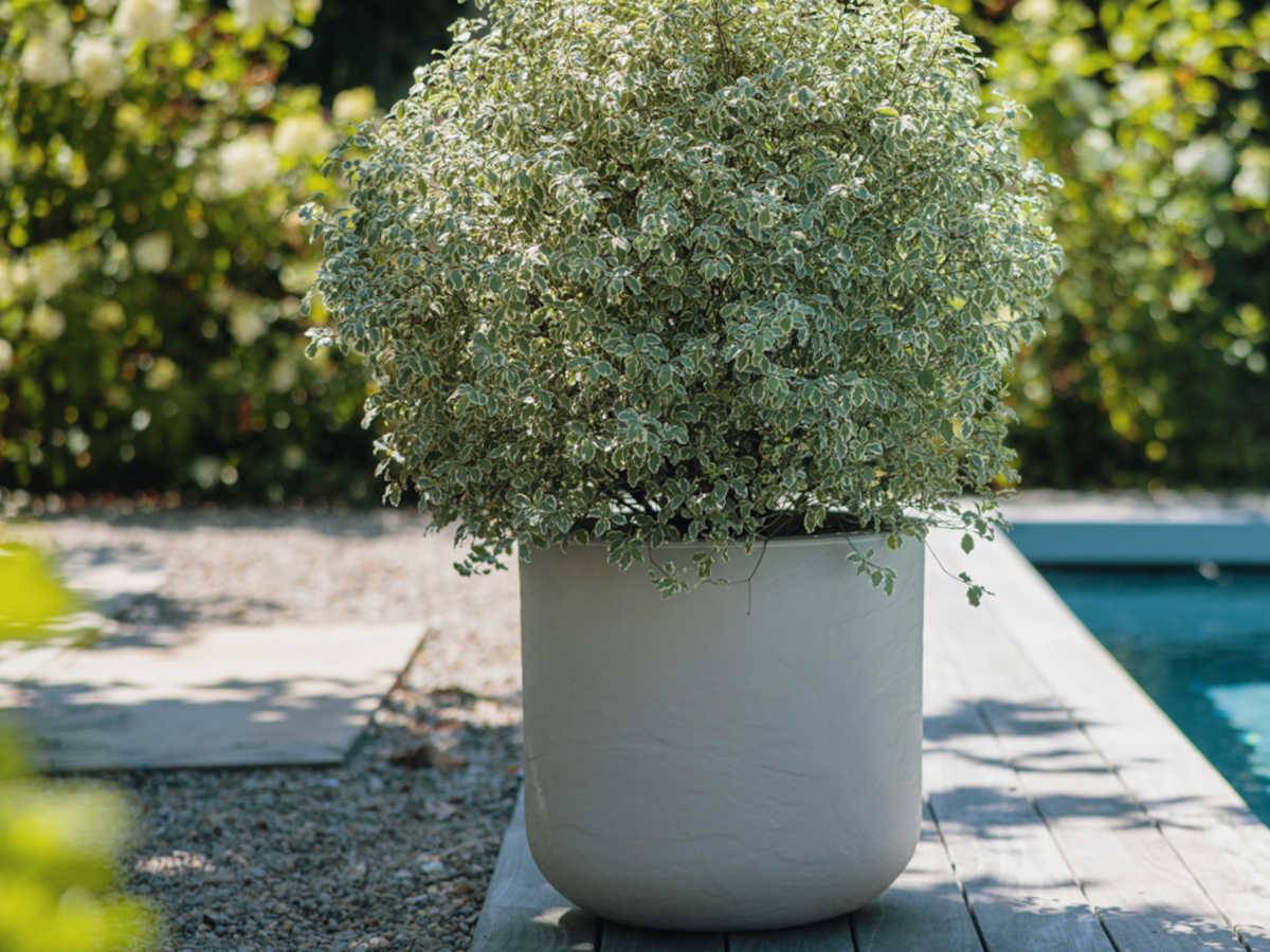 Eda - Pot de fleurs rond en plastique Volcania UP - Beige calcaire - Ø 50 cm - Eda - Image 2
