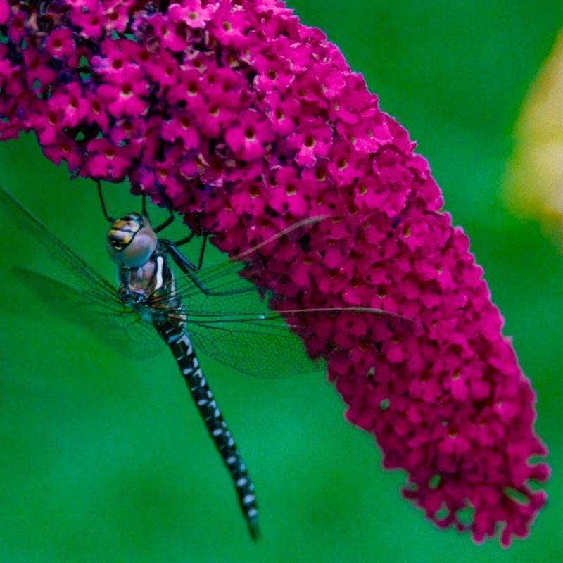 Arbre aux papillons 'Royal Red' (Buddleja davidii 'Royal Red') - Godet 9cm - Pépinières Naudet - Image 1