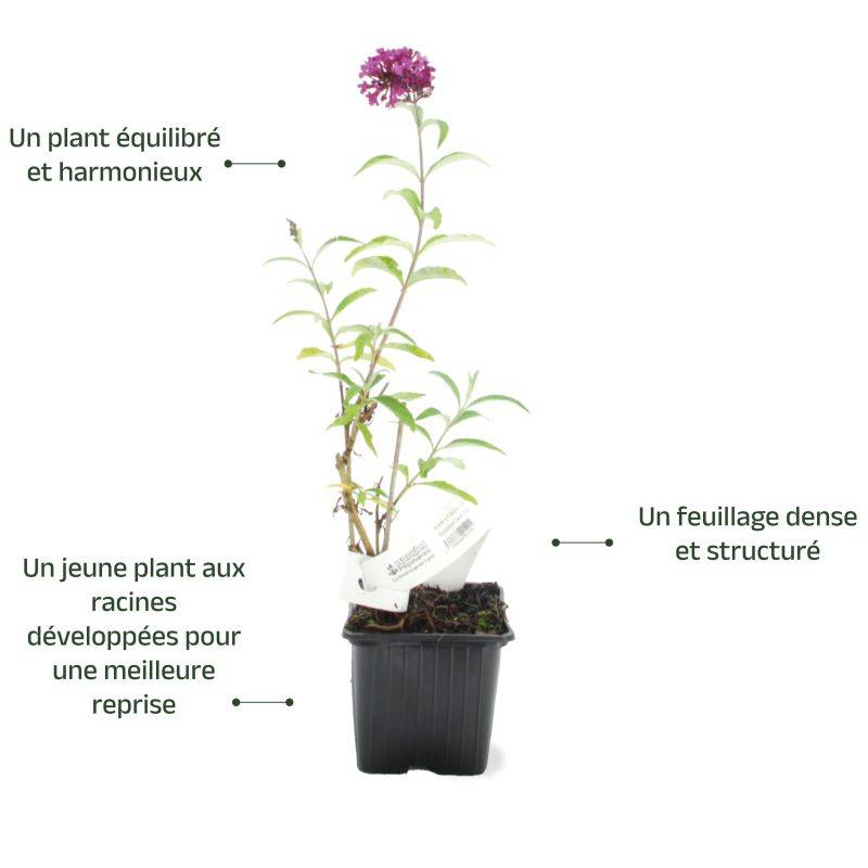 Arbre aux papillons 'Royal Red' (Buddleja davidii 'Royal Red') - Godet 9cm - Pépinières Naudet - Image 3