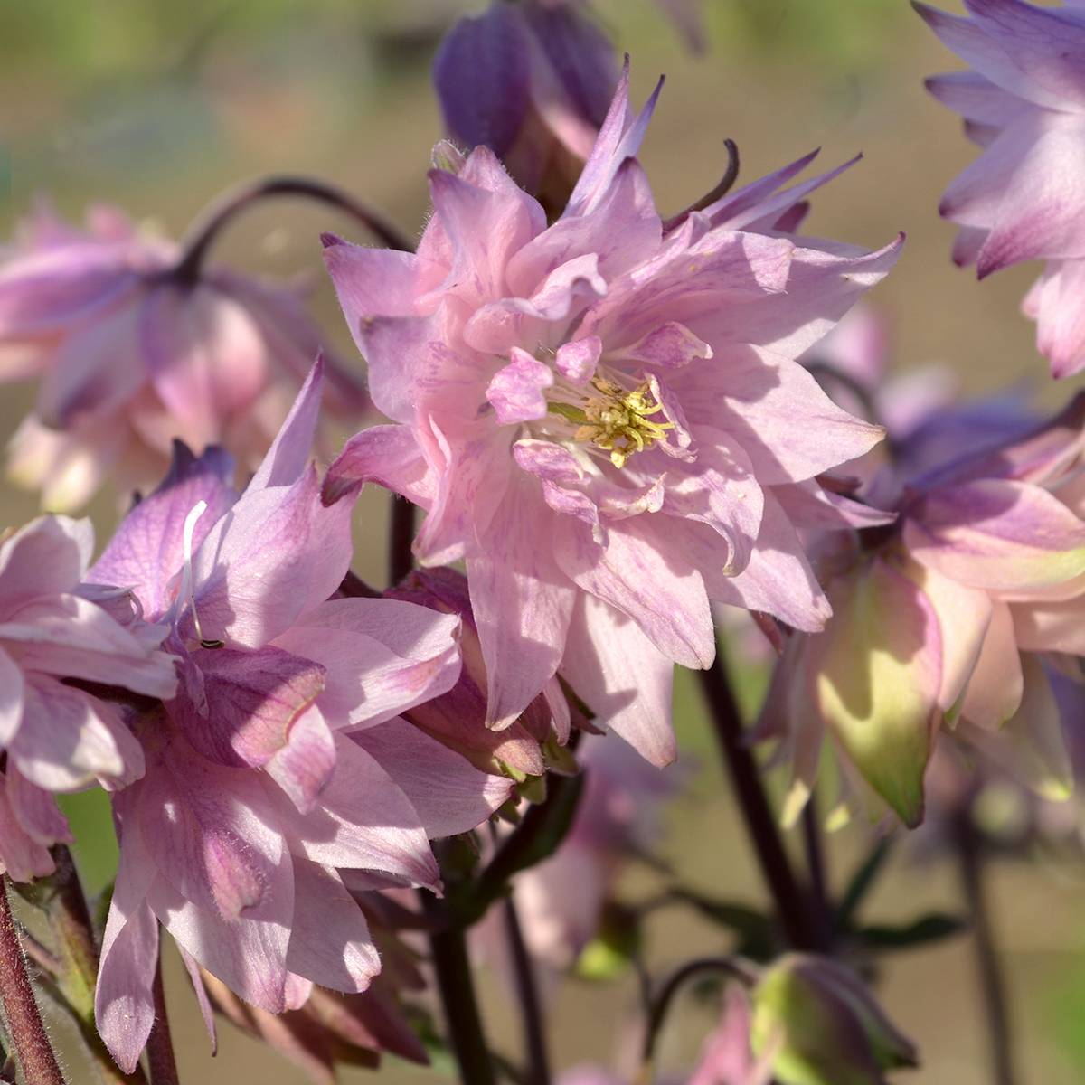 Ancolie hybride Rose Barlow - Aquilegia Godet de 8/9 cm