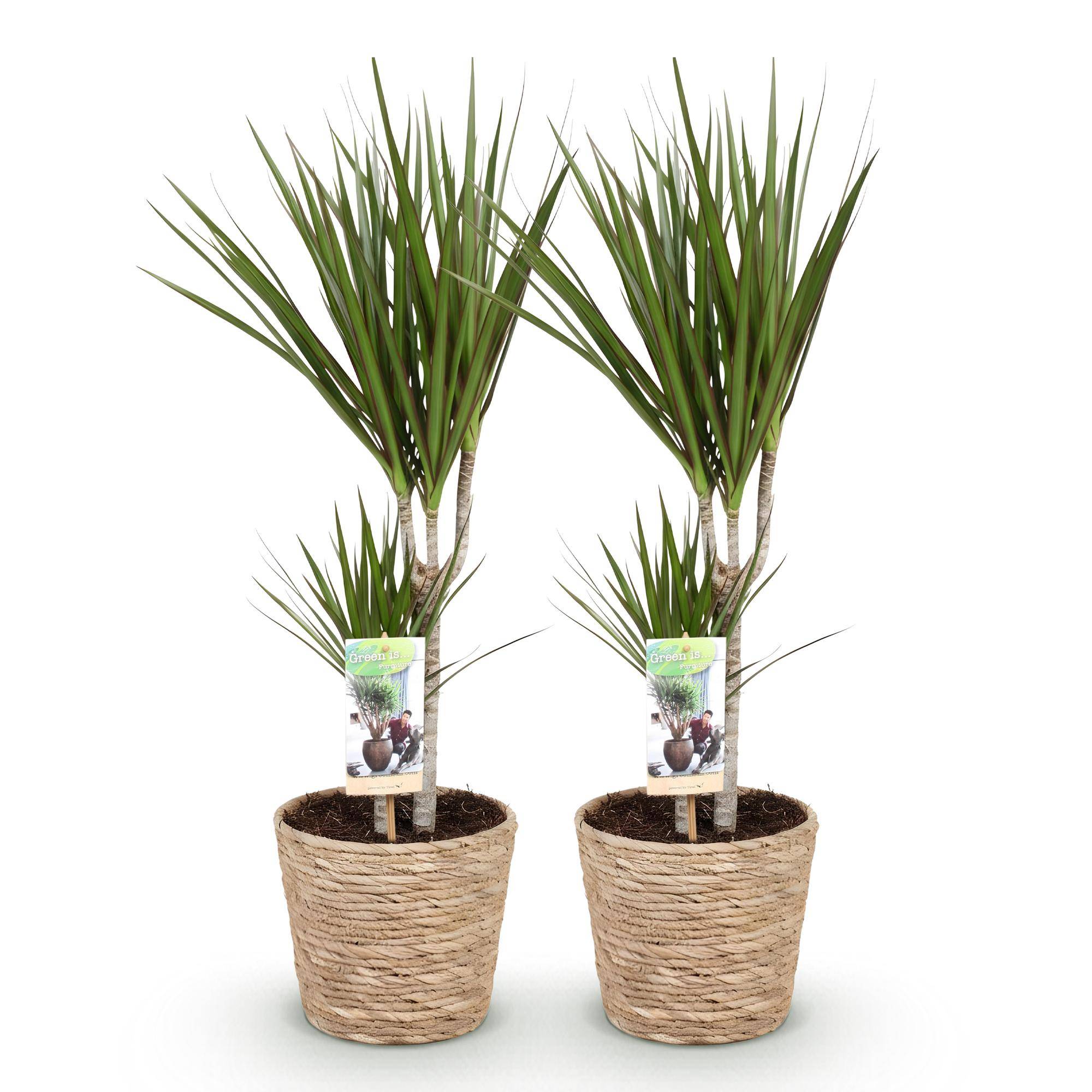 Dracaena Marginata - Arbre Dragon - Lot de 2 Plantes - Pot de 17cm - Hauteur 70-80cm - Plantes d'intérieur - Image 2