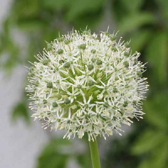 Promesse de Fleurs - Ail d'ornement - Allium Mount Everest Bulbe calibre 20+