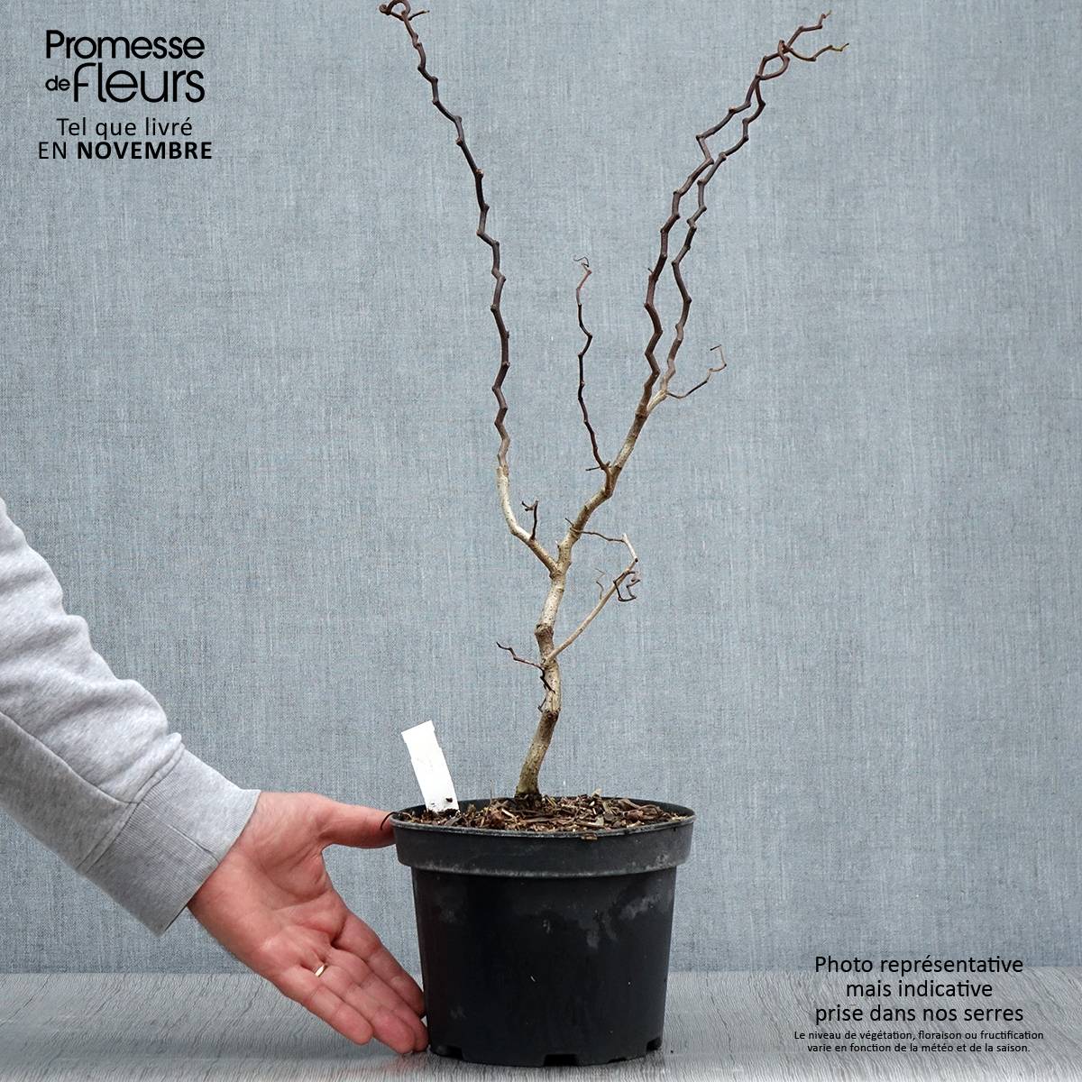 Promesse de Fleurs - Robinia pseudoacacia Twisty Baby - Acacia nain tortueux. Pot de 3L/4L - Image 3